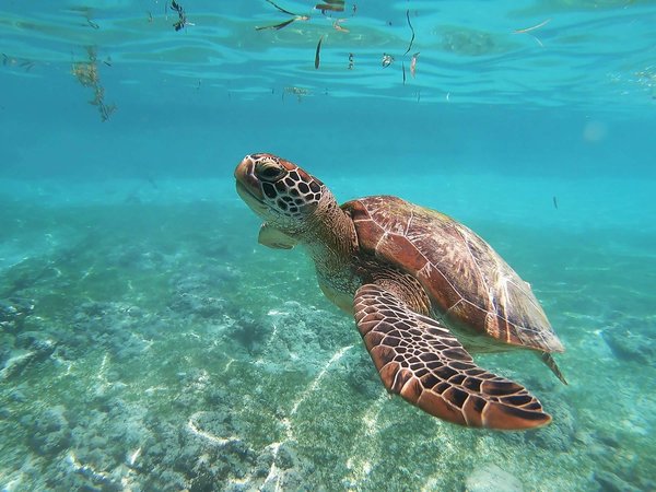 Comment choisir une croisière qui inclut des excursions pour observer les tortues de mer?