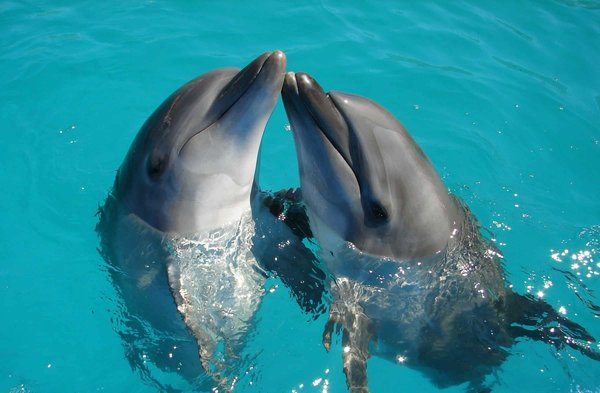 Quels sont les meilleurs spots pour une plongée en apnée avec les dauphins à Zanzibar, Tanzanie?